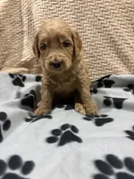 Waffles/ standard size, a male Goldendoodle for sale in San Tan Valley, AZ – Photo 2 of 3