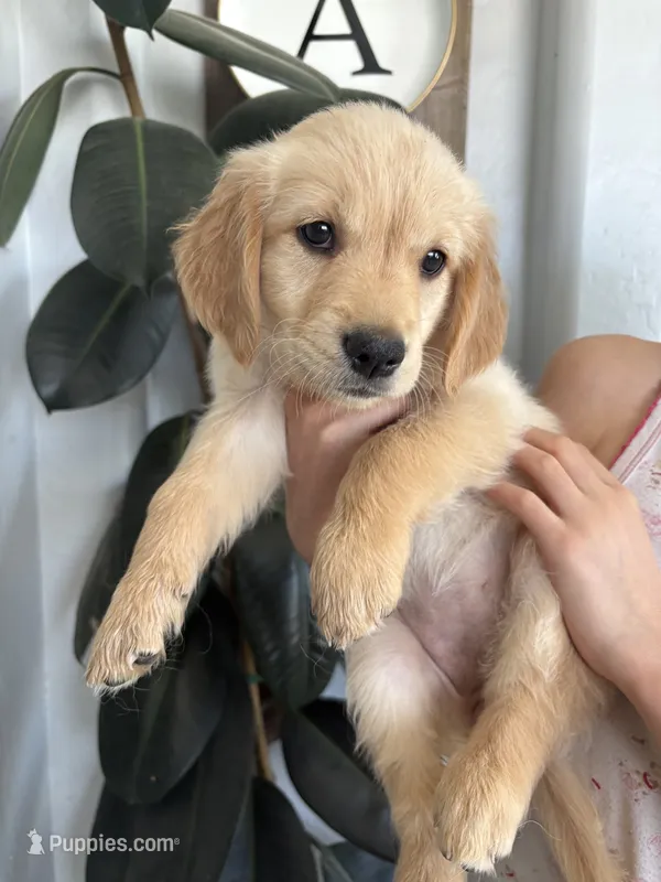 Nugget / AKC registered  – Golden Retriever puppy for sale in San Tan Valley, AZ
