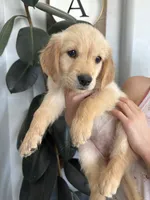 Nugget / AKC registered , a female Golden Retriever for sale in San Tan Valley, AZ – 1 of 1