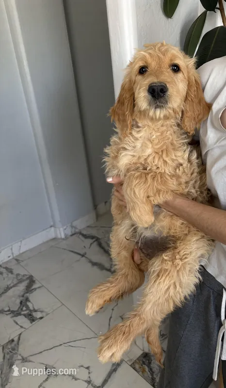 Teddy/ standard size – Goldendoodle puppy for sale in San Tan Valley, AZ