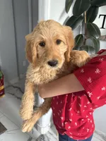 Teddy/ standard size, a male Goldendoodle for sale in San Tan Valley, AZ – Photo 2 of 2