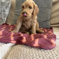 Bandit/ standard size, a male Goldendoodle for sale in San Tan Valley, AZ – Photo 2 of 3