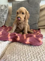 Bandit, a male Goldendoodle for sale in San Tan Valley, AZ – Photo 2 of 3
