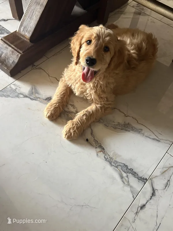 Bandit/ standard size – Goldendoodle puppy for sale in San Tan Valley, AZ
