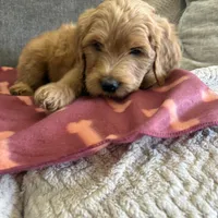 Bandit/ standard size, a male Goldendoodle for sale in San Tan Valley, AZ – Photo 1 of 3