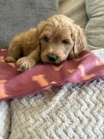 Bandit, a male Goldendoodle for sale in San Tan Valley, AZ – Photo 1 of 3