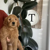 Bandit/ standard size, a male Goldendoodle for sale in San Tan Valley, AZ – Photo 3 of 3