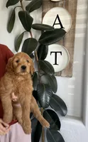 Bandit, a male Goldendoodle for sale in San Tan Valley, AZ – Photo 3 of 3