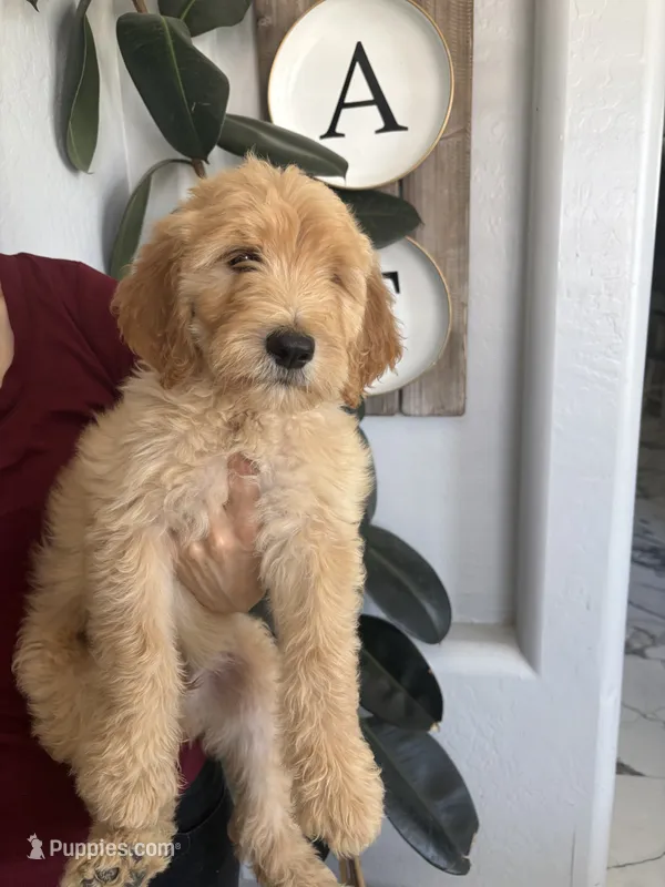 Teddy – Goldendoodle puppy for sale in San Tan Valley, AZ