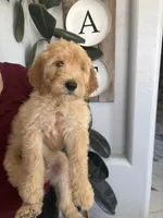 Teddy, a male Goldendoodle for sale in San Tan Valley, AZ – 1 of 1