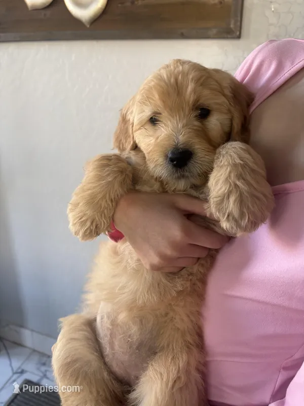 Muffin/ standard size