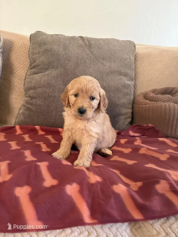 Muffin/ standard size