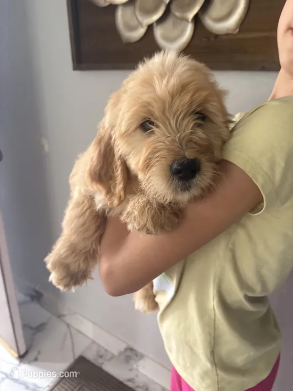 Muffin/ standard size – Goldendoodle puppy for sale in San Tan Valley, AZ