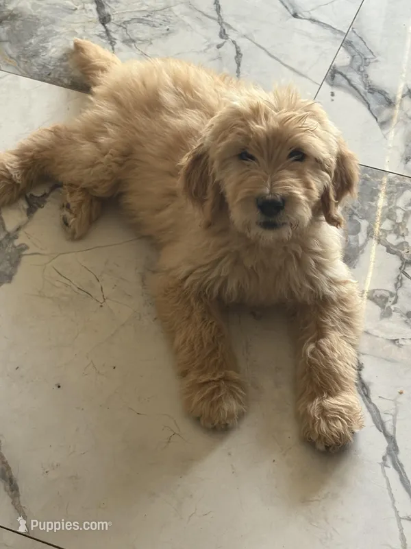Muffin/ standard size – Goldendoodle puppy for sale in San Tan Valley, AZ