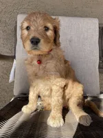 Bella, a female Goldendoodle for sale in San Tan Valley, AZ – Photo 3 of 4