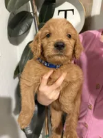 Cheerio/ standard size, a male Goldendoodle for sale in San Tan Valley, AZ – 2 of 2