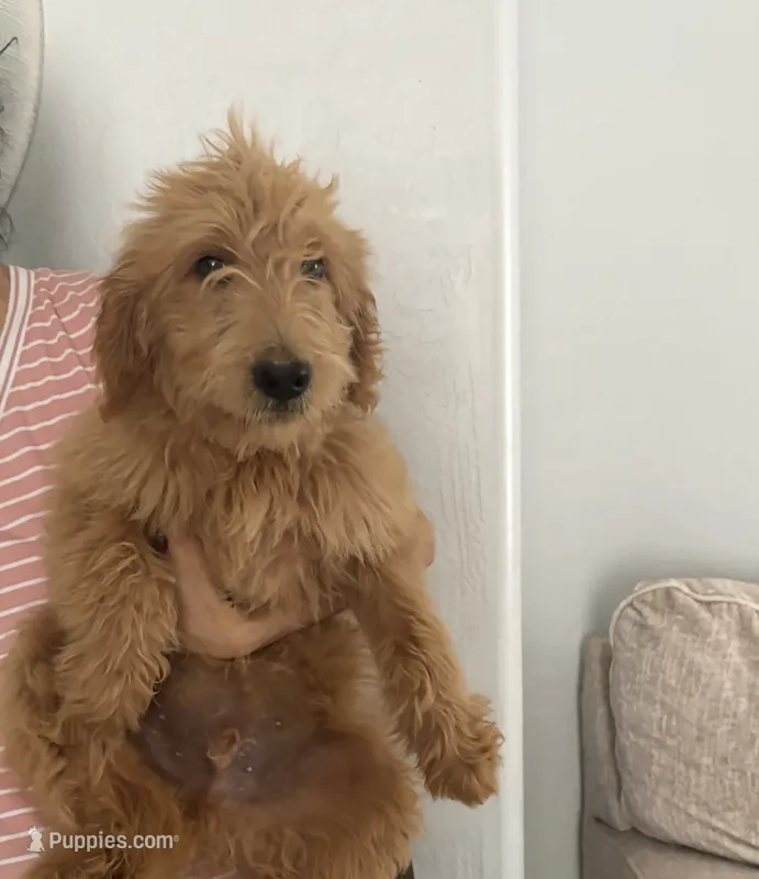Mochi/ 60/70 lbs – Goldendoodle puppy for sale in San Tan Valley, AZ