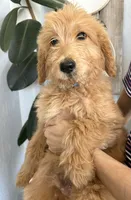 Mochi/ 60/70 lbs, a male Goldendoodle for sale in San Tan Valley, AZ – 3 of 3