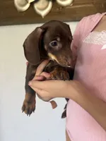 Banana, a male Miniature Dachshund for sale in San Tan Valley, AZ – 3 of 3