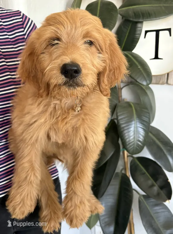 Chestnut / standard size 60-70lbs – Goldendoodle puppy for sale in San Tan Valley, AZ