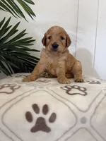 Waffles, a male Goldendoodle for sale in San Tan Valley, AZ – 1 of 1