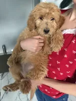 Cinnamon , a female Goldendoodle for sale in San Tan Valley, AZ – Photo 1 of 2