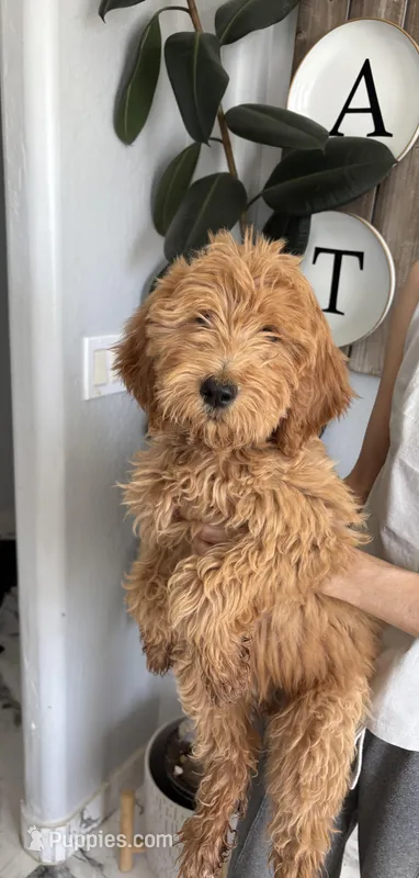 Cinnamon / standard size – Goldendoodle puppy for sale in San Tan Valley, AZ
