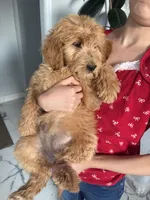 Cinnamon , a female Goldendoodle for sale in San Tan Valley, AZ – Photo 2 of 2