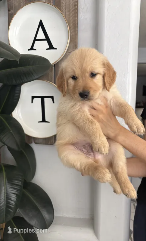 Bear – Golden Retriever puppy for sale in San Tan Valley, AZ