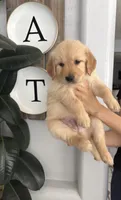 Bear, a male Golden Retriever for sale in San Tan Valley, AZ – 1 of 1