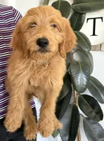 Chestnut , a male Goldendoodle for sale in San Tan Valley, AZ – 1 of 2