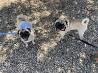 Pumpkin, a female Pug for sale in San Tan Valley, AZ – Photo 4 of 4