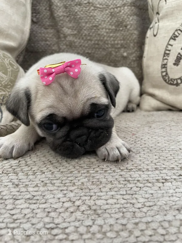 Pumpkin, a female Pug for sale in San Tan Valley, AZ – Photo 1 of 4
