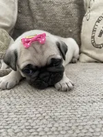 Pumpkin, a female Pug for sale in San Tan Valley, AZ – Photo 1 of 4