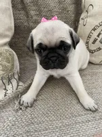 Pumpkin, a female Pug for sale in San Tan Valley, AZ – Photo 2 of 4