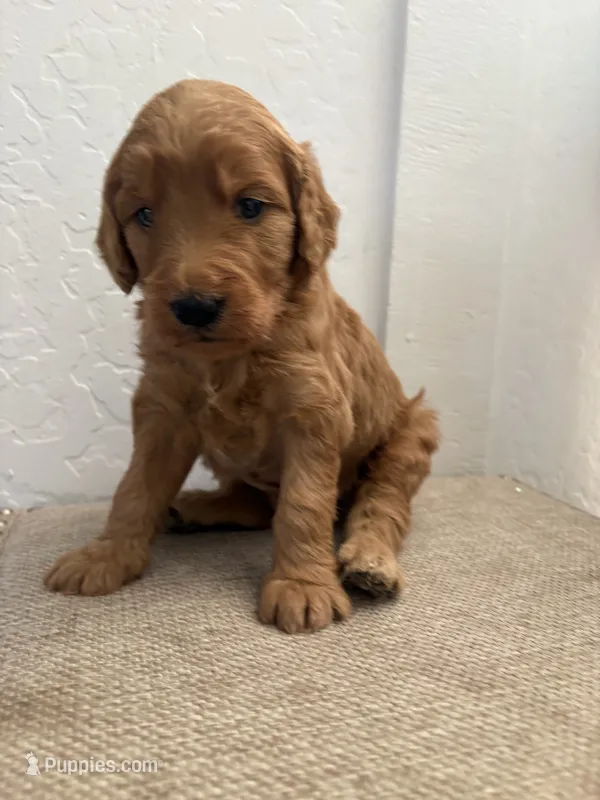 Daisy, a female Goldendoodle for sale in San Tan Valley, AZ – 1 of 2