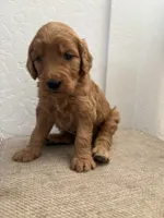 Daisy, a female Goldendoodle for sale in San Tan Valley, AZ – 1 of 2