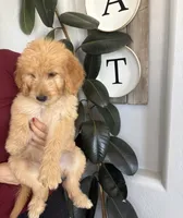 Honey/ standard size , a female Goldendoodle for sale in San Tan Valley, AZ – 2 of 3