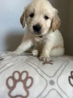 Everest, a male Golden Retriever for sale in San Tan Valley, AZ – 2 of 2