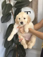 Snow, a female Golden Retriever for sale in San Tan Valley, AZ – 1 of 4