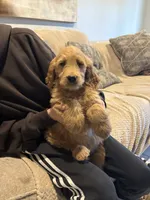 Goldendoodle/standard size, a male Goldendoodle for sale in San Tan Valley, AZ – Photo 1 of 3