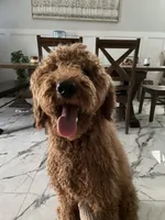 Goldendoodle/standard size, a male Goldendoodle for sale in San Tan Valley, AZ – Photo 3 of 3