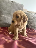 Ginger, a female Goldendoodle for sale in San Tan Valley, AZ – Photo 2 of 3