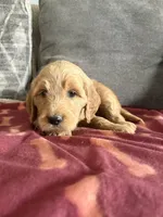 Ginger, a female Goldendoodle for sale in San Tan Valley, AZ – Photo 3 of 3