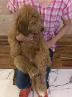 Apple/ Standard size, a female Goldendoodle for sale in San Tan Valley, AZ – Photo 2 of 8