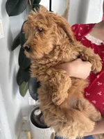 Apple/ Standard size, a female Goldendoodle for sale in San Tan Valley, AZ – Photo 2 of 3