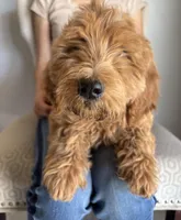 Apple/ Standard size, a female Goldendoodle for sale in San Tan Valley, AZ – Photo 5 of 8