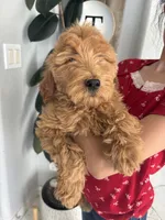 Apple/ Standard size, a female Goldendoodle for sale in San Tan Valley, AZ – Photo 3 of 3