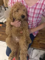 Apple/ Standard size, a female Goldendoodle for sale in San Tan Valley, AZ – Photo 4 of 8