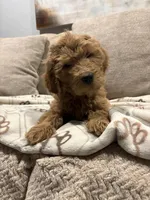 Apple, a female Goldendoodle for sale in San Tan Valley, AZ – Photo 1 of 3